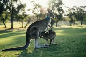 Australia