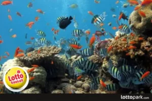 Кращі коралові рифи
